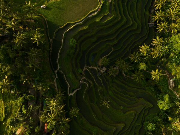 🌿 Ubud, el corazón cultural de Bali